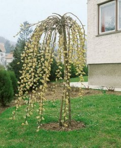 Wierzba całolistna (Salix integra) Pendula na pniu zdjęcie 2