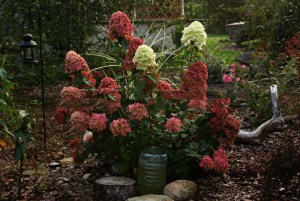 Hortensja bukietowa Magical Candle Hydrangea c3 zdjęcie 4
