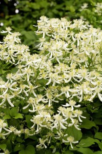 Powojnik jesienny (Clematis terniflora) Early Snow c2 zdjęcie 3