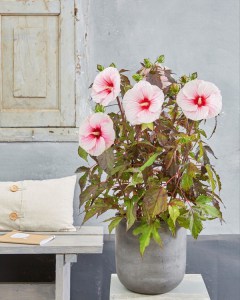 Hibiskus bylinowy (Hibiscus moscheutos) Carousel Pink Candy zdjęcie 2