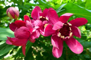 Kielichowiec (Calycanthus) Aphrodite c3 zdjęcie 2