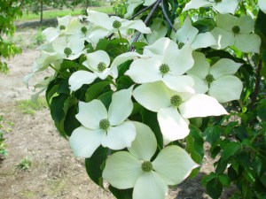 Dereń kousa (Cornus kousa) odmiana chińska c3 120-150 cm foto1