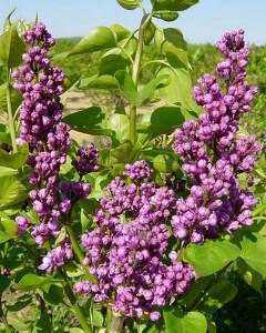 Bez - lilak pospolity (Syringa vulgaris) Katherine Havemayer c3 zdjęcie 2