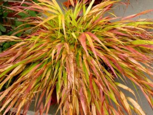 Trawa bambusowa (Hakonechloa) Beni Kaze zdjęcie 2