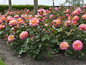 Róża herbaciana wielokwiatowa Gorgeous różowa c4 zdjęcie 1
