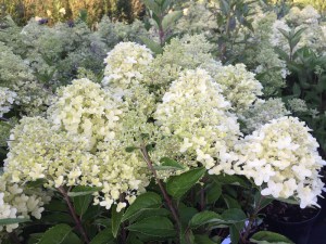 Hortensja bukietowa (Hydrangea) Luna c4 zdjęcie 2