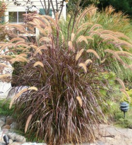 Rozplenica szczotkowata (Pennisetum sataceum) Rubrum zdjęcie 2