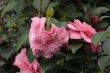 Kamelia japońska (Camellia japonica) Mrs Tingley zdjęcie 2