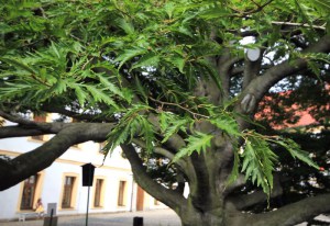 Buk pospolity (Fagus sylvatica) Asplenifolia c4 zdjęcie 2