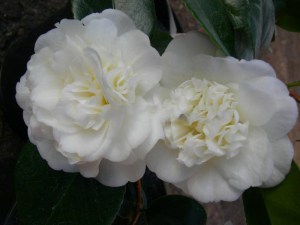 Kamelia japońska (Camellia japonica) Nobilissima zdjęcie 2