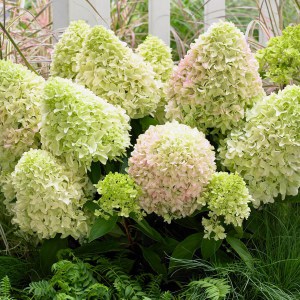 Hydrangea paniculata (Hydrangea paniculata) Little Fresco c3 zdjęcie 2