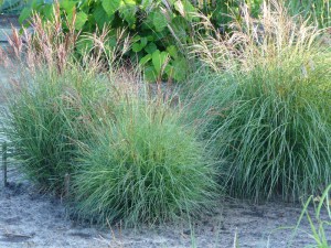 Miskant chiński (Miscanthus sinensis) Punktchen zdjęcie 2