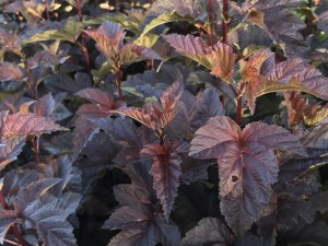Pęcherznica kalinolistna (Physocarpus opuliofolius) Dart's Gold c2 zdjęcie 1