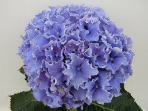Hortensja ogrodowa (Hydrangea) Spike c3 zdjęcie 3