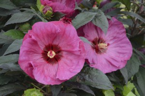 Hibiskus bylinowy (Hibiscus moscheutos) Berry Awesome zdjęcie 2