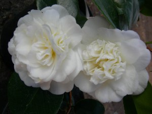 Kamelia japońska (Camellia japonica) Nobilissima c4 zdjęcie 2