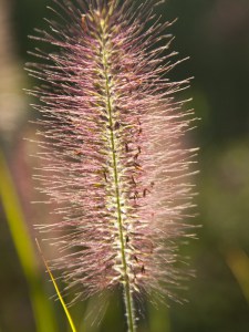 Trawa rozplenica japońska piórkówka (Pennisetum) Moudry zdjęcie