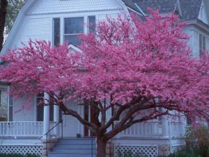 Judaszowiec kanadyjski (Cercis canadensis) c2-c3 zdjęcie 2