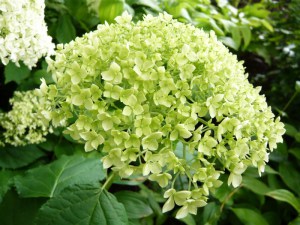 Hortensja drzewiasta (Hydrangea arbor.) Bounty c5 zdjęcie 2