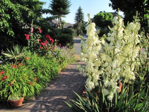 Jukka karolińska (Yucca filamentosa) Bright Edge zdjęcie 1