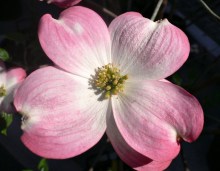 Dereń kwiecisty (Cornus florida) forma czerwona c5 zdjęcie 2