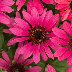 Jeżówka purpurowa (Echinacea) Magenta Pearl zdjęcie 1