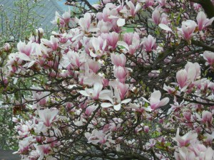 Magnolia pośrednia (Magnolia soulangeana) Alexandrina c12 zdjęcie 2