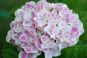 Hortensja ogrodowa (Hydrangea) Peppermint c3 zdjęcie 2