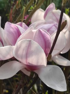 Magnolia pośrednia (Magnolia soulangeana) Superba zdjęcie sadzonki
