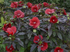 Hibiskus bylinowy (Hibiscus moscheutos) Midnight Marvel zdjęcie 5