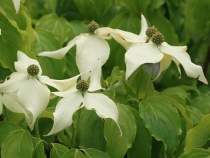 Dereń kousa (Cornus kousa) Nicole c5  zdjęcie 2