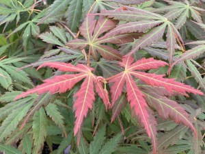 Klon Shirasawy (Acer shirasawum) Jasemin c3 zdjęcie 2