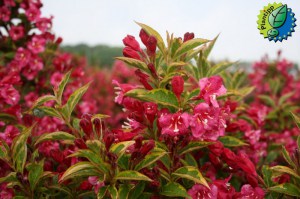 Krzewuszka (Weigela) Brigela c3 zdjęcie 2