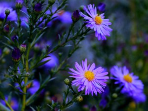 Aster krzaczasty (Aster dumosus) Blaue Lagune zdjęcie 2