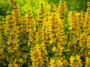 Tojeść kropkowana (Lysimachia punctata) zdjęcie 1