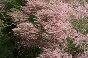 Tamaryszek czteropręcikowy, tamaryszek drobnokwiatowy (Tamarix parviflora) c2 zdjęcie 1
