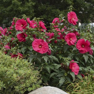 Hibiskus bylinowy (Hibiscus moscheutos) Summer In Paradise zdjęcie 3