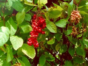 Cytryniec chiński (Schisandra chinensis) Sadova Nr 1 zdjęcie 2