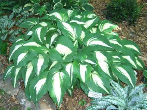 Funkia (Hosta) Night Before Christmas zdjęcie 1