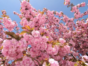 Wiśnia piłkowana (Prunus serrulata) Kanzan c1,5 zddjęcie 2