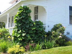 Kokornak wielkolistny (Aristolocha macrophylla) zdjęcie 2