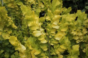 Wiąz holenderski (Ulmus hollandica) Wredei c4 zdjęcie 2