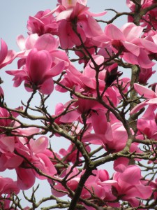 Magnolia Sweet Merlot c3 zdjęcie 2