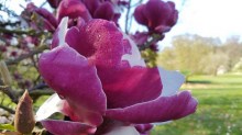 Magnolia Pickard's Garnet zdjęcie 2