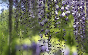 Glicynia (Wisteria) Royal Purple zdjęce 3