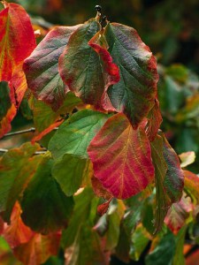 Parocja perska (Parrotia persica) sadzonka zdjęcie 2