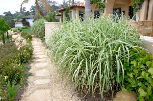 Miskant chiński (Miscanthus chinensis) Variegatus zdjęcie 2