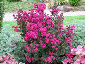 Lagerstremia indyjska (Lagerostroemia indica) zdjęcie 2