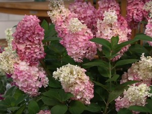 Hortensja bukietowa (Hydrangea paniculata) Mega Mindy c3 zdjęcie 2