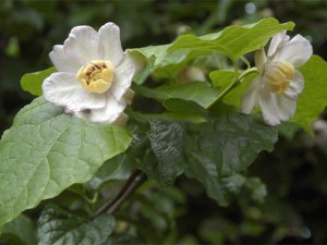 Kielichowiec chiński (Sinocalycanthus chinensis) zdjęcie 2